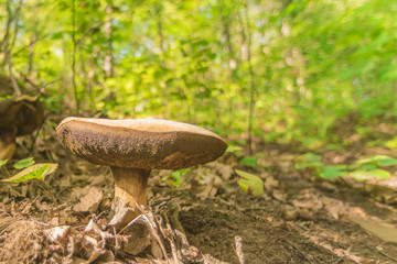 Mushroom in the forest among the green grass