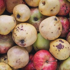 Substandard apples spoiled. Background from off wild apples.