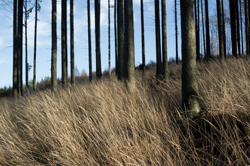 High grass in the forest. Plant in the woo during evening and sunset light.