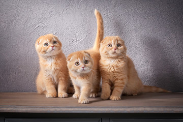 Cat. Several Scottish fold kittens on wooden table and textured background