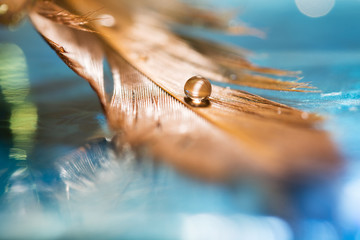 Ein Tropfen in der Feder des Vogels. Goldene Feder auf blauem Grund. Kunstwerk. © Yulia