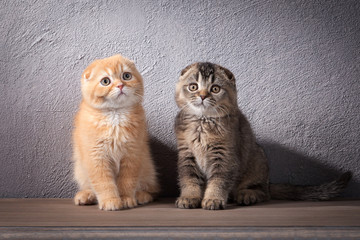 Cat. Several Scottish fold kittens on wooden table and textured background