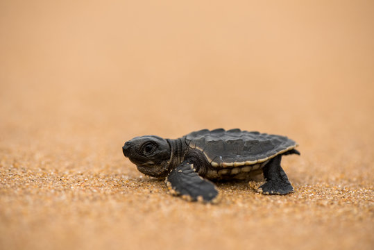 Olive ridley turtle baby