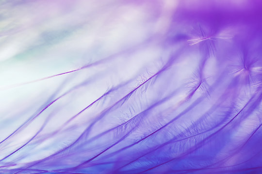 Violet natural background made of bird feather. © Yulia