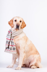 Golden retriever in Christmas style