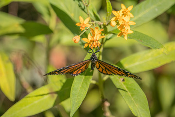 Monarch Butterfly hanging on flower