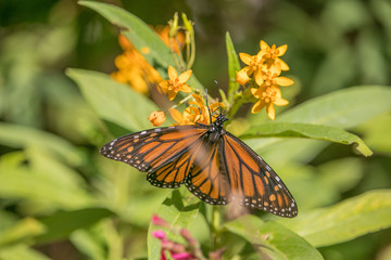 Monarch Butterfly in the Sun