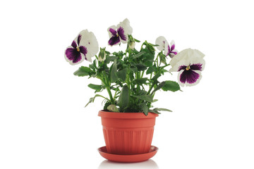 Naklejka na ściany i meble Beautiful violet flower in pot isolated on white background