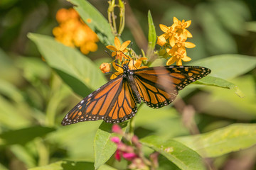 Fototapeta na wymiar Monarch Butterfly landing on Flower