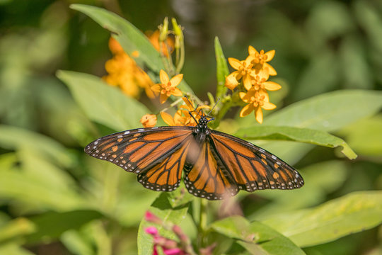 Monarch Butterfly feeding on flower