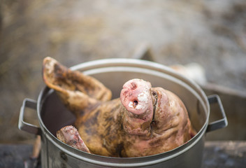 The pork head is in the pan, beheading, outdoors, Ukraine
