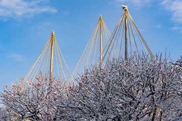 雪吊り