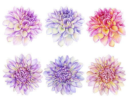 Set beautiful purple, pink Dahlia flower. Garden closeup dahlia. For wedding, invitation, Valentine's Day, Mother's Day. Watercolor hand drawn painting illustration isolated on white background.