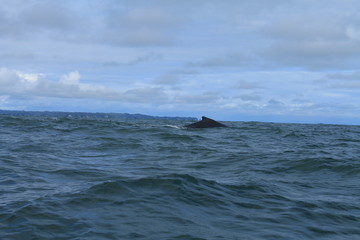 Whale on the ocean pacific