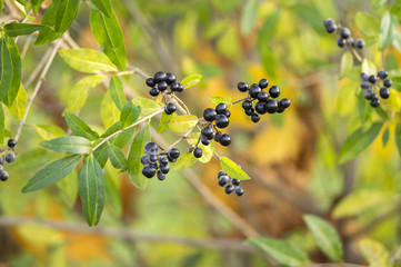 Ligustrum vulgare ripened black berries fruits, shrub branches with leaves, autumn colors in sunlight