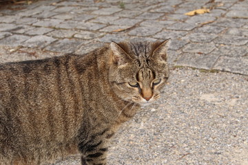 Silver tabby cat walking on the street