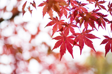 真っ赤な紅葉