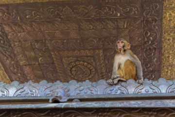 Monkeys at Swayambhunath stupa.