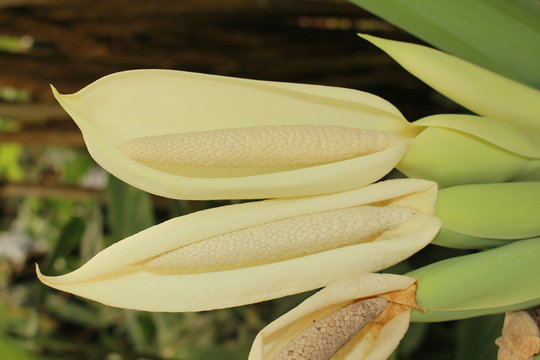 "Giant Elephant Ear" flower (or Indian Taro) in St. Gallen, Switzerland. Its Latin name is Colocasia Gigantea, native to Southeast Asia.
