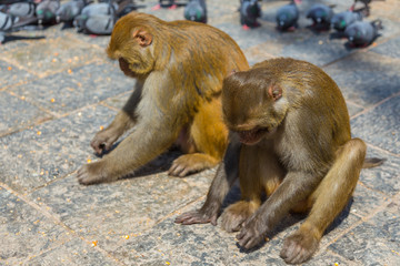 Monkeys at Swayambhunath stupa.