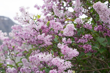 Rosa Flieder in isländischer Berglandschaft