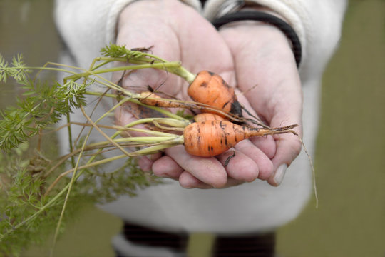Small Carrots In Hands