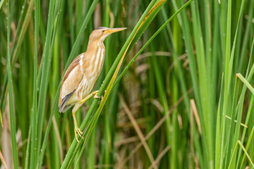 Little bittern