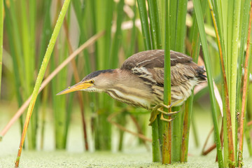 Little bittern