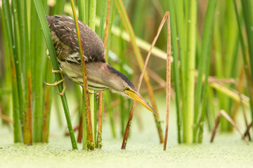 Little bittern
