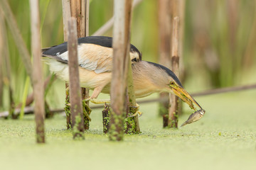 Little bittern