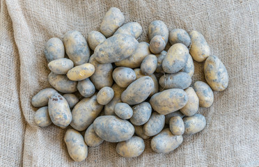 new unwashed fresh and organic potato harvest on a burlap sack