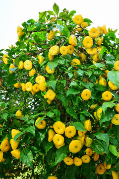 Pereskia bleo tree or wax rose flowers