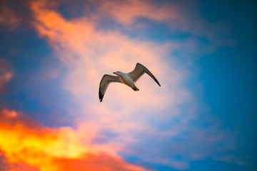 Naklejka premium Flying seagull in sky with clouds at sunrise