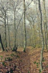 Junger Wald im November