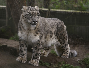 Snow leopard in Captivity (Cat Preservation Society, Welwyn, UK)