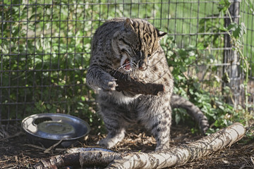 Obraz premium Eurasian Wildcat Playing With A Stick In Captivity
