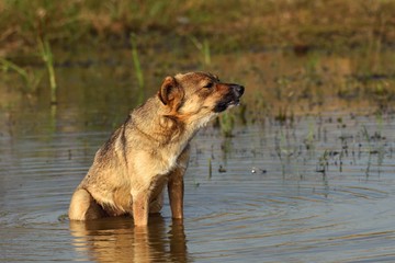 Dog Bathing along River Bank