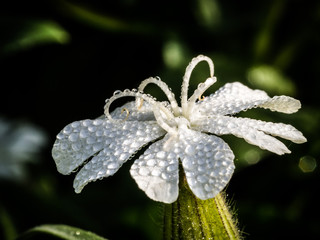 Silene latifolia flower with water drops