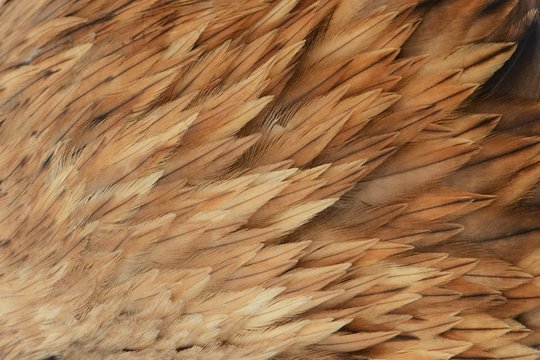 Beautiful abstract background consisting of the feather Imperial eagle