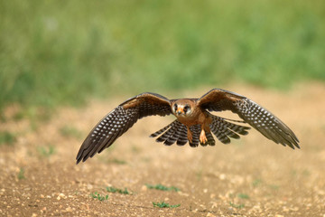 The red-footed Falcon in flight, (Falco vespertinus)