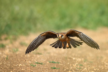 Fototapeta premium The red-footed Falcon in flight, (Falco vespertinus)
