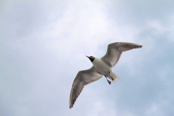 Möwe_3
