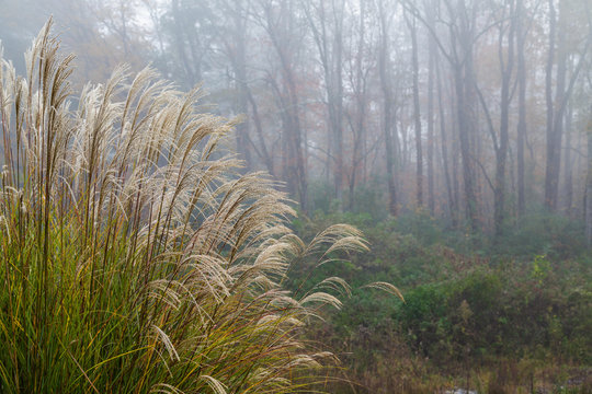 Sawgrass by Foogy Forest