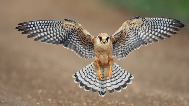 The red-footed Falcon in flight, (Falco vespertinus)