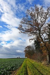Rübenfeld am Rande eines Waldes