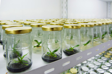 Shaker plant growth experiments done in the laboratory of plant tissue.