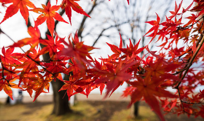 Selective focus of maple leaves in Autumn