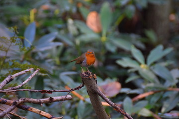 Robin bird in the forest on a branch