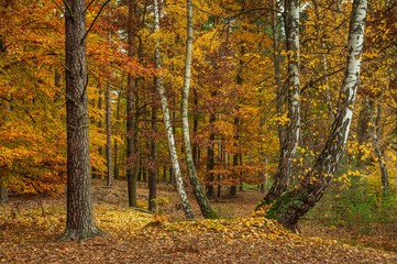 Autumn forest, Schorfheide, Germany