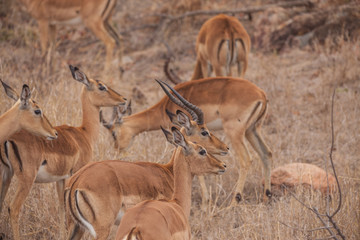 Impalas